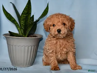 Miniature Poodle dogs Jack - Ad 8