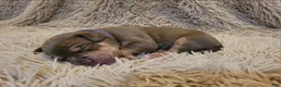 American Bully dogs for sale: PURPLE - Ad 9