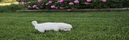 Golden Retriever dogs for sale: Casper - Ad 7