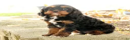 Cavapoo dogs for sale: Jasper - Ad 3