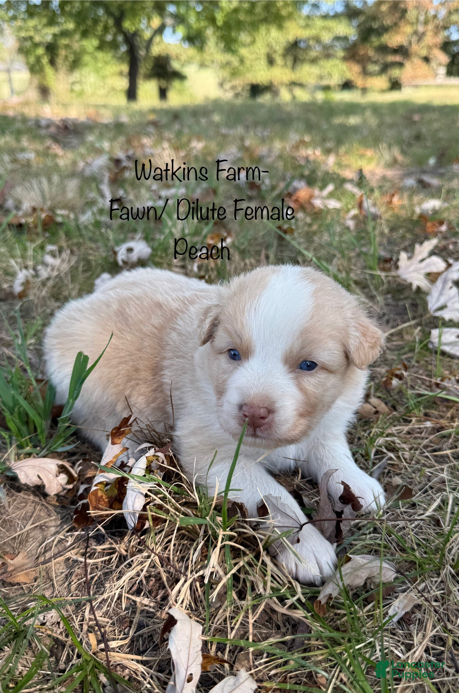 Australian Shepherd dogs Peach - Ad 1