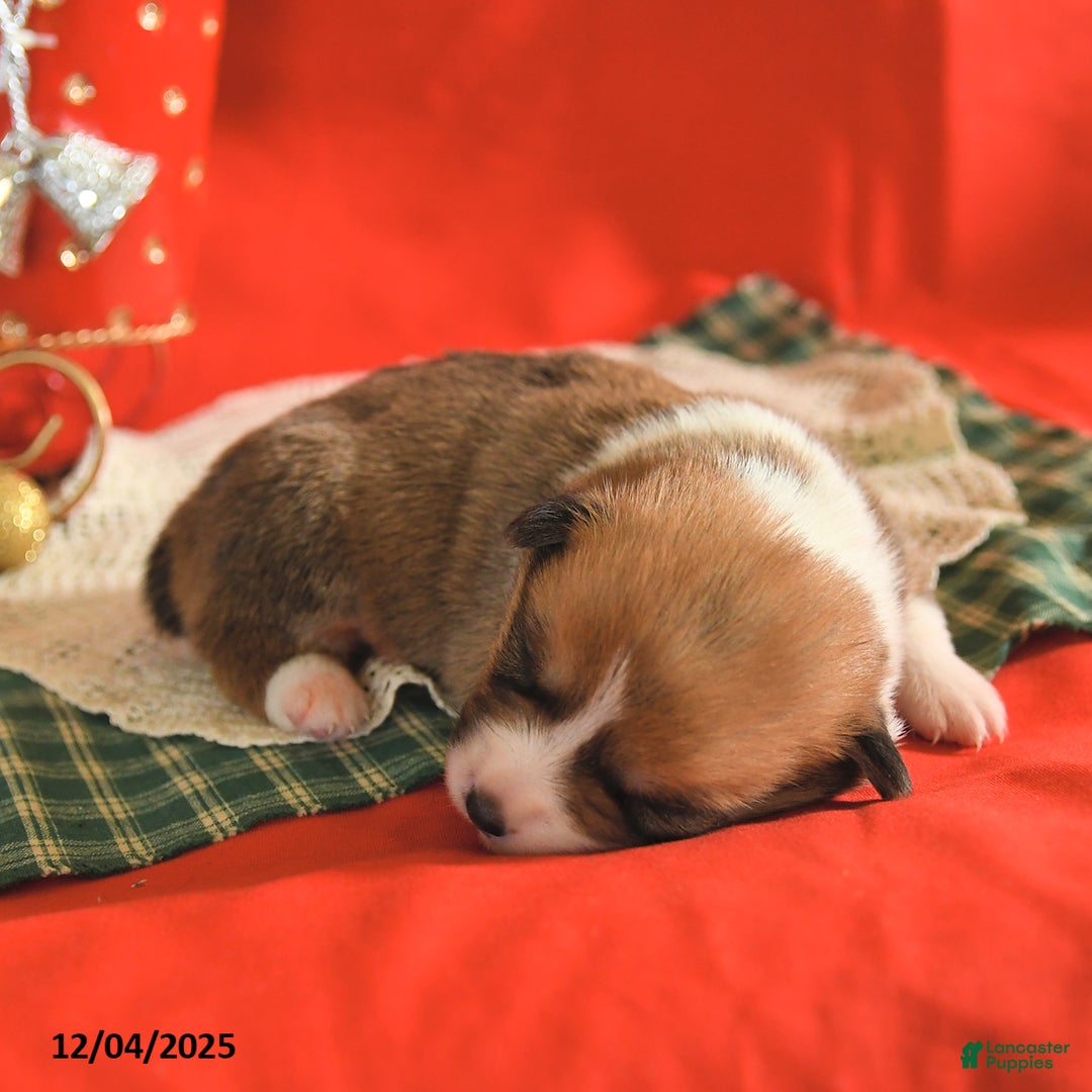 Welsh Corgi Pembroke dogs for sale: Penny - Ad 3