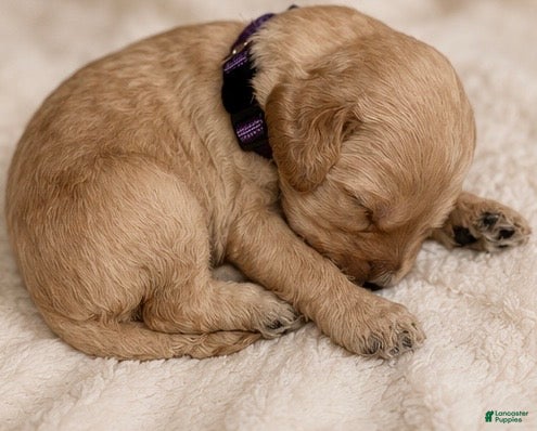 Double Doodle dogs Purple - Ad 8