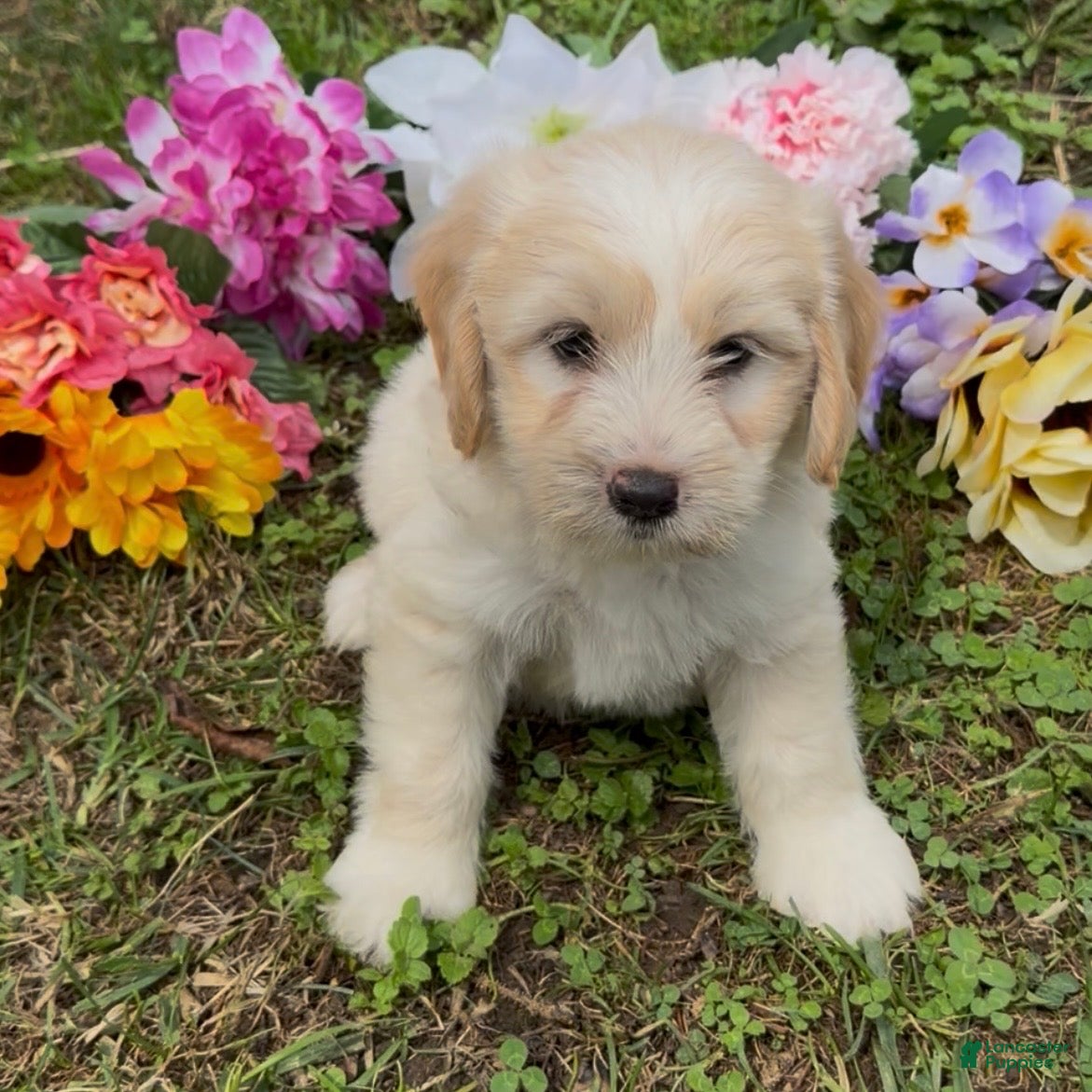 Mini Goldendoodle dogs Cedar - Ad 2