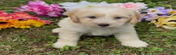 Mini Goldendoodle dogs for sale: Cedar - Ad 2