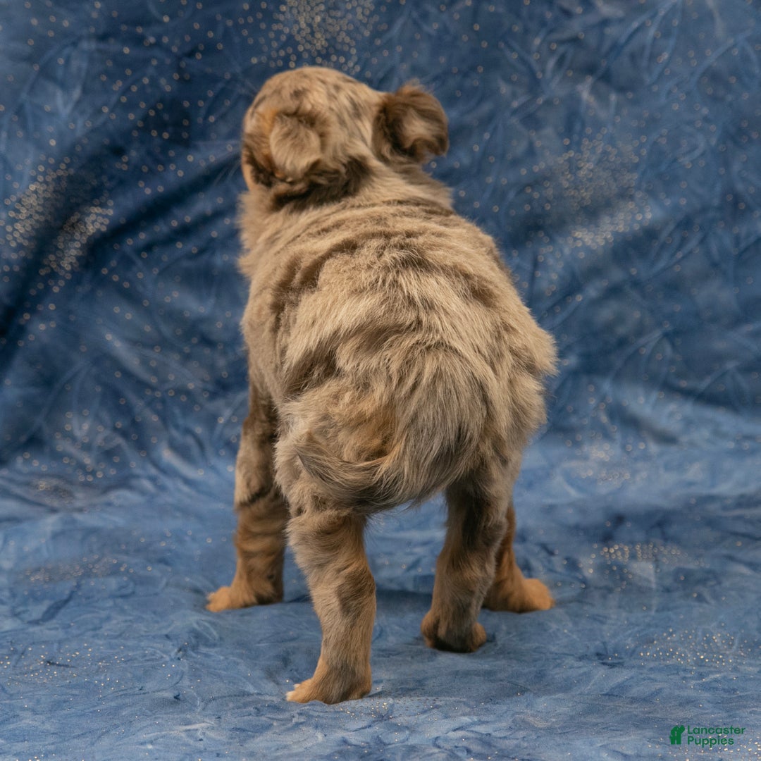 Chihuahua dogs for sale: Hudson - Ad 4