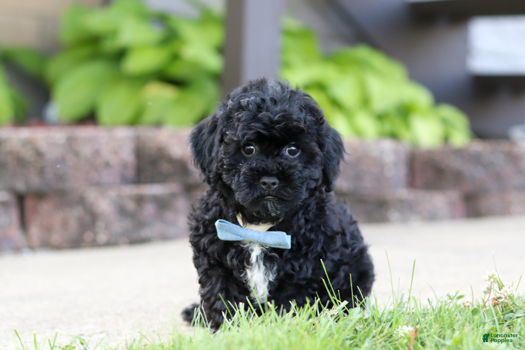 Maltipoo dogs Cookie - Ad 2
