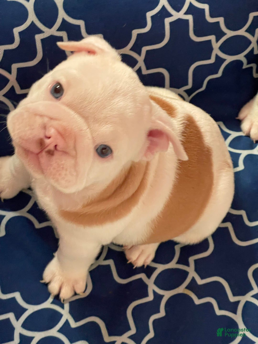 English Bulldog dogs for sale: English Bulldog Puppy 5 - Ad 17