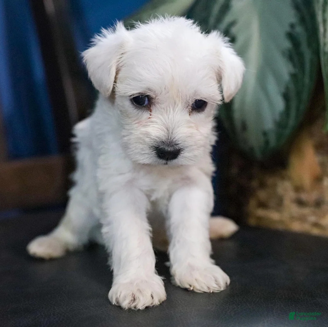 Miniature Schnauzer dogs for sale: Snowflake  - Ad 1