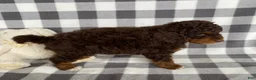 Mini Bernedoodle dogs for sale: Pierce - Ad 4