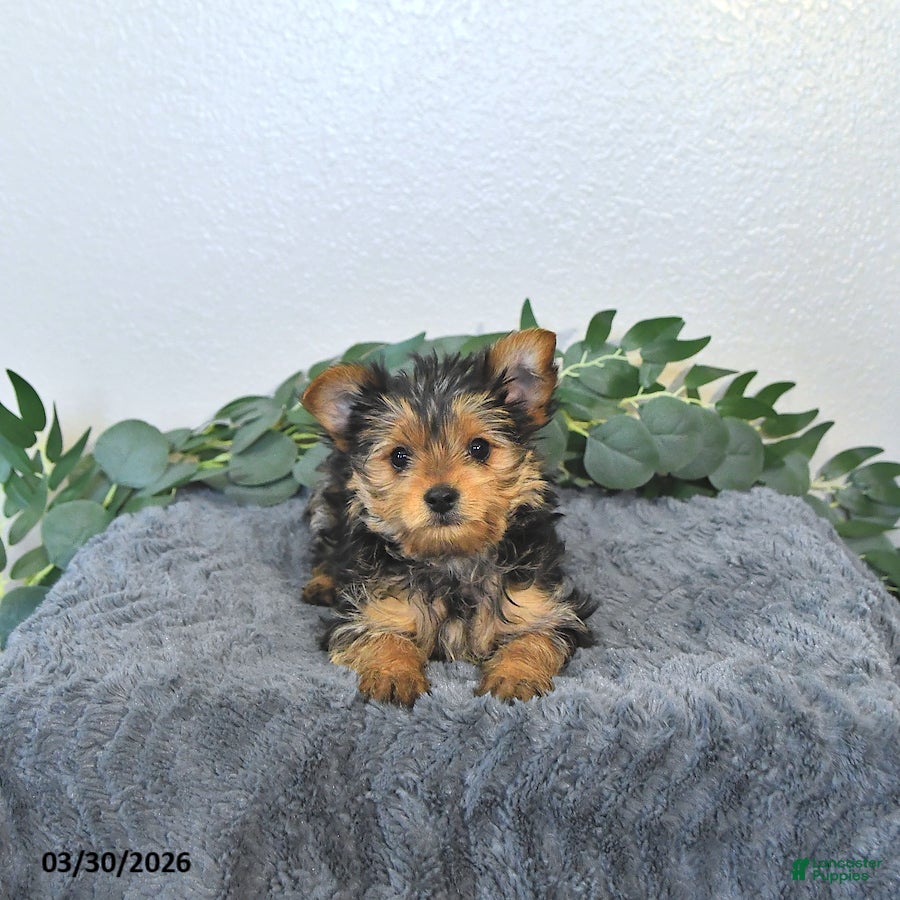 Yorkshire Terrier dogs Thor - EXTRA SMALL - Ad 1