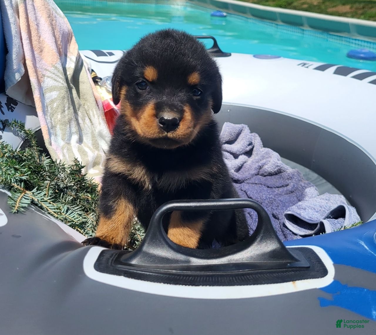 Rottweiler dogs Elmo - Ad 1