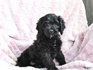Cockapoo dogs Bubba - Ad 11