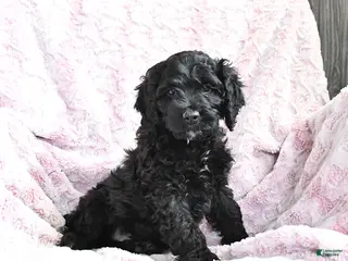 Cockapoo dogs Bubba - Ad 20