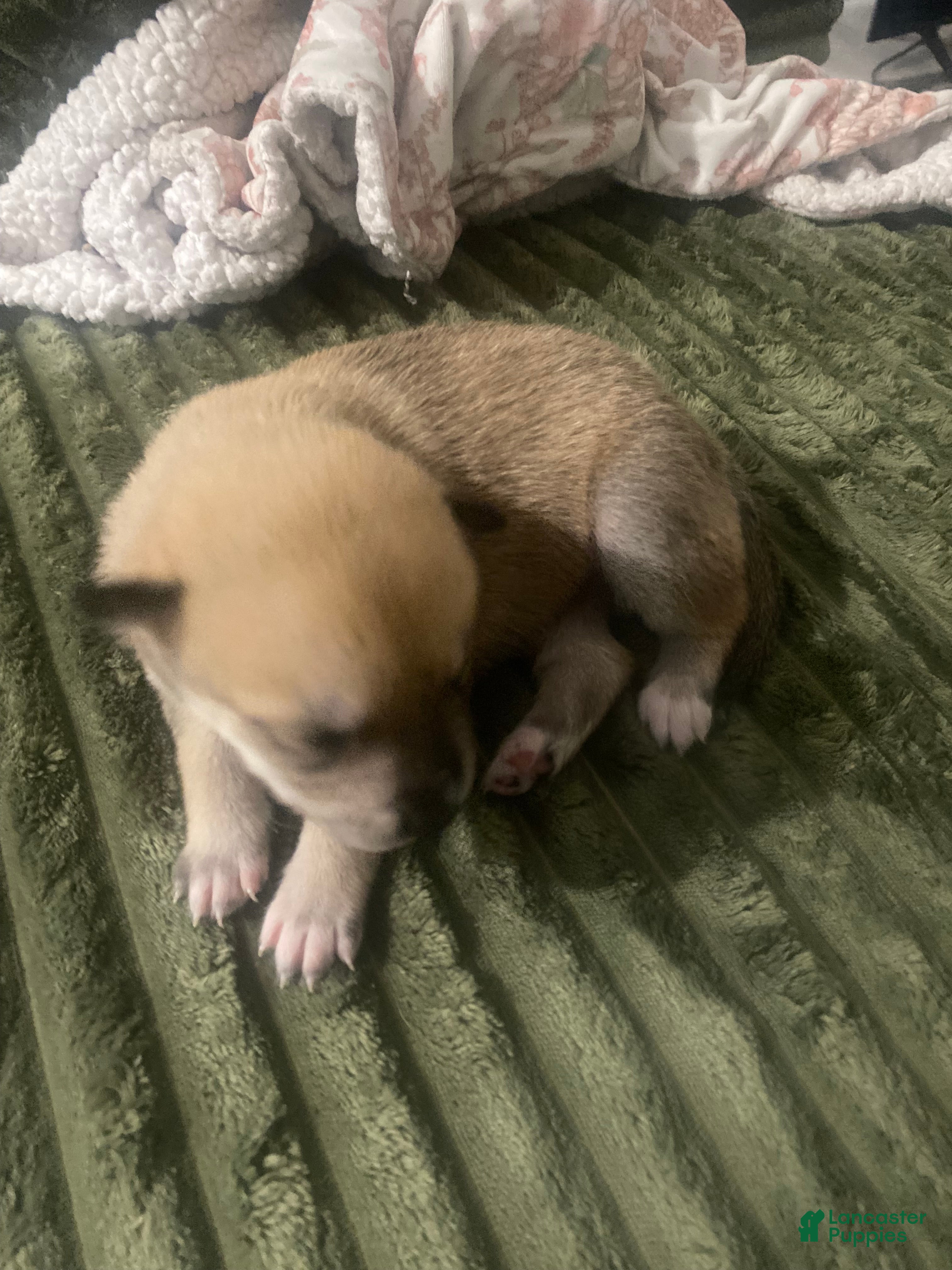 Mixed Breed dogs Nala - Ad 34