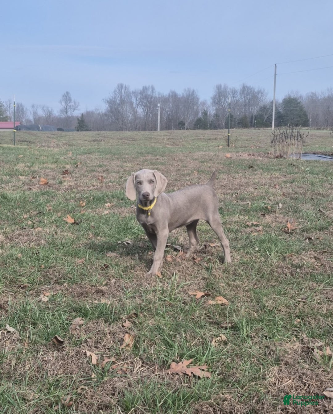 Weimaraner dogs for sale: Piper - Ad 4
