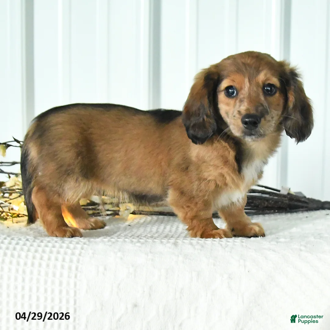 Dachshund dogs for sale: Dizzy - Ad 2