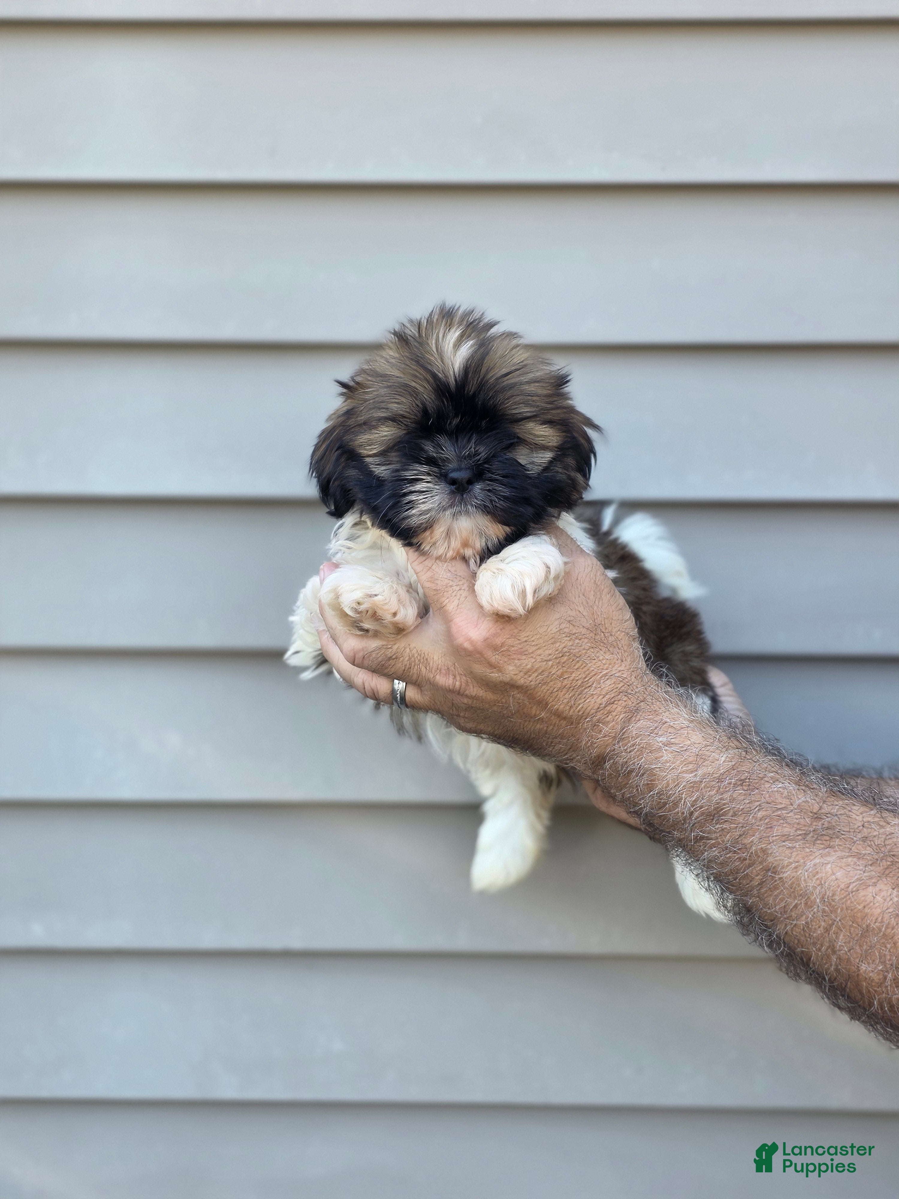 Shih Tzu dogs Jack  - Ad 1