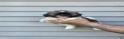 Shih Tzu dogs for sale: Jack  - Ad 1