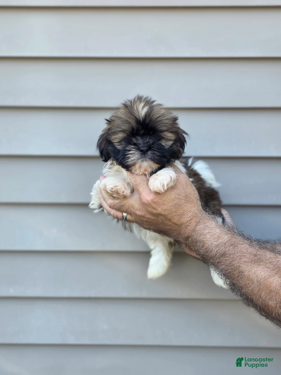 Shih Tzu dogs for sale: Jack  - Ad 1