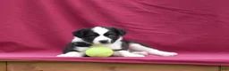 Miniature Australian Shepherd dogs for sale: Cash - Ad 16