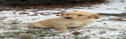 Golden Retriever dogs for sale: Seleah - Ad 3