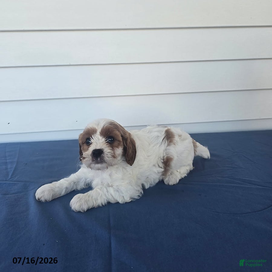 Cavapoo dogs Zoey - Ad 1