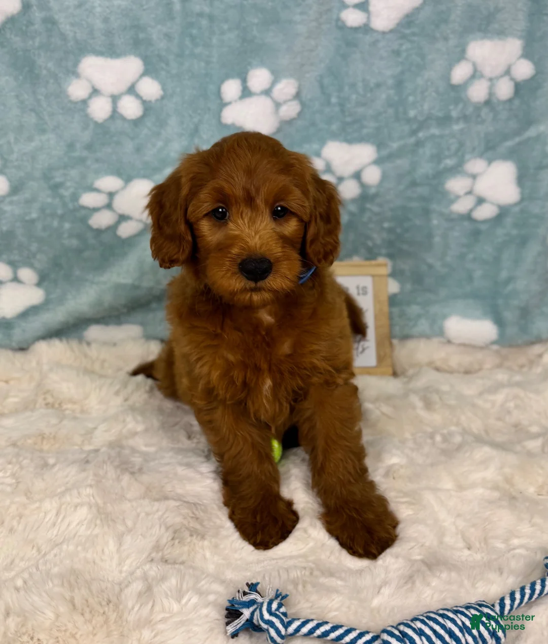 Mini Goldendoodle dogs for sale: Rueben  - Ad 2