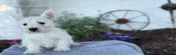West Highland Terrier dogs for sale: Atlas - Ad 12