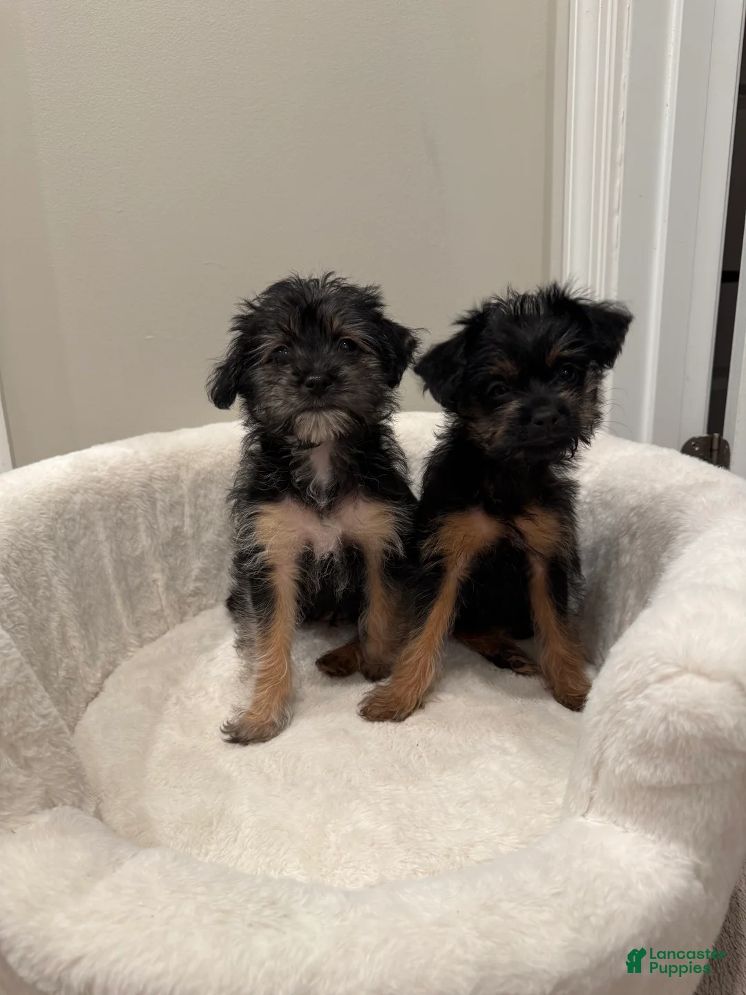 Morkie dogs for sale: Morkie Puppy 2 - Ad 3
