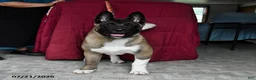 Akita dogs for sale: Richard - Ad 2