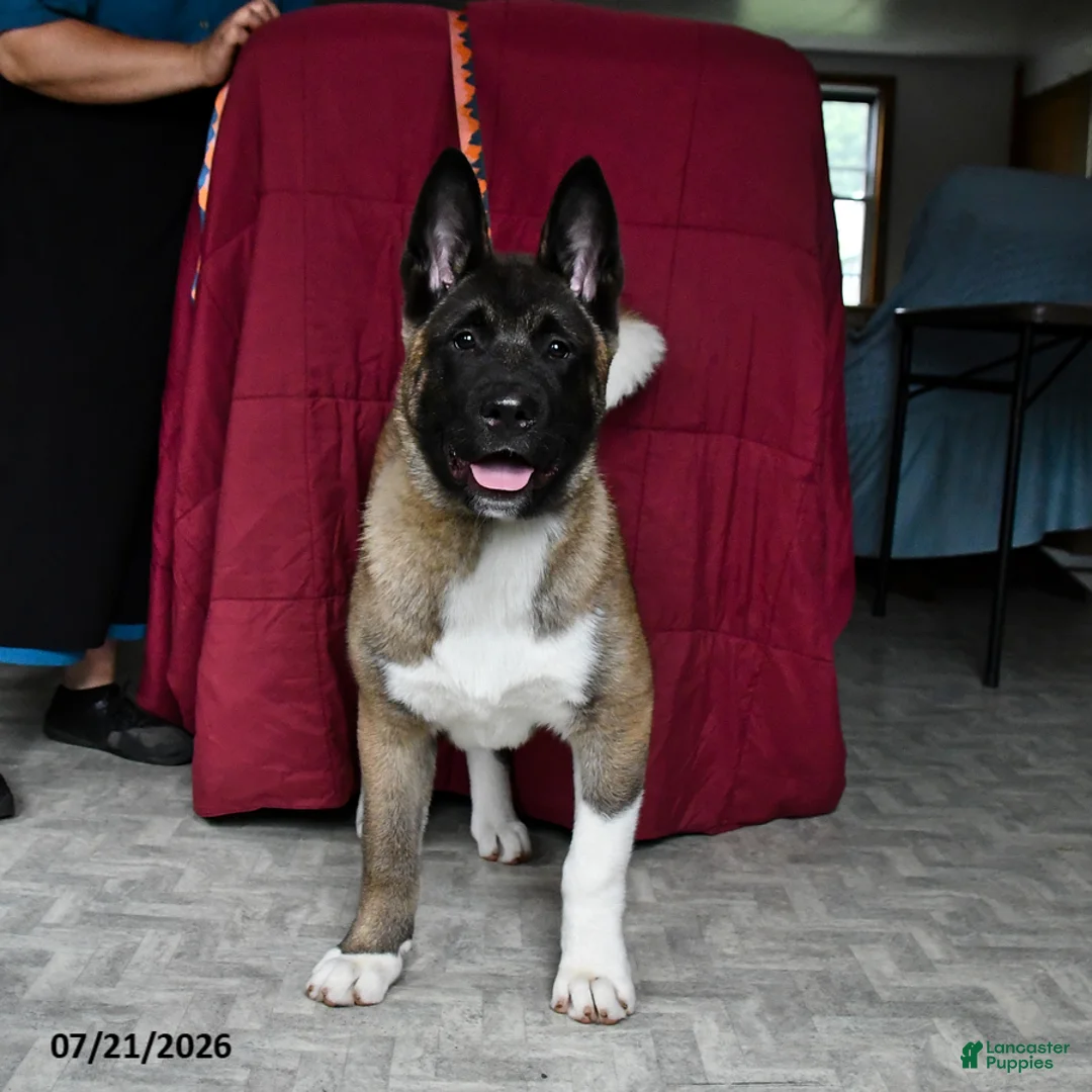 Akita dogs for sale: Richard - Ad 2