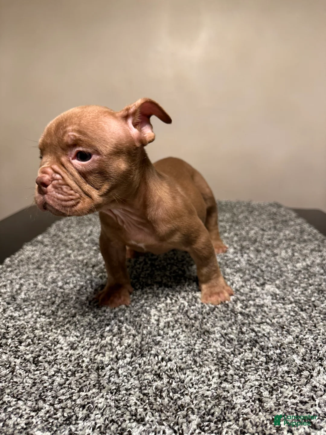 American Bully dogs for sale: American Bully Puppy 3 - Ad 11