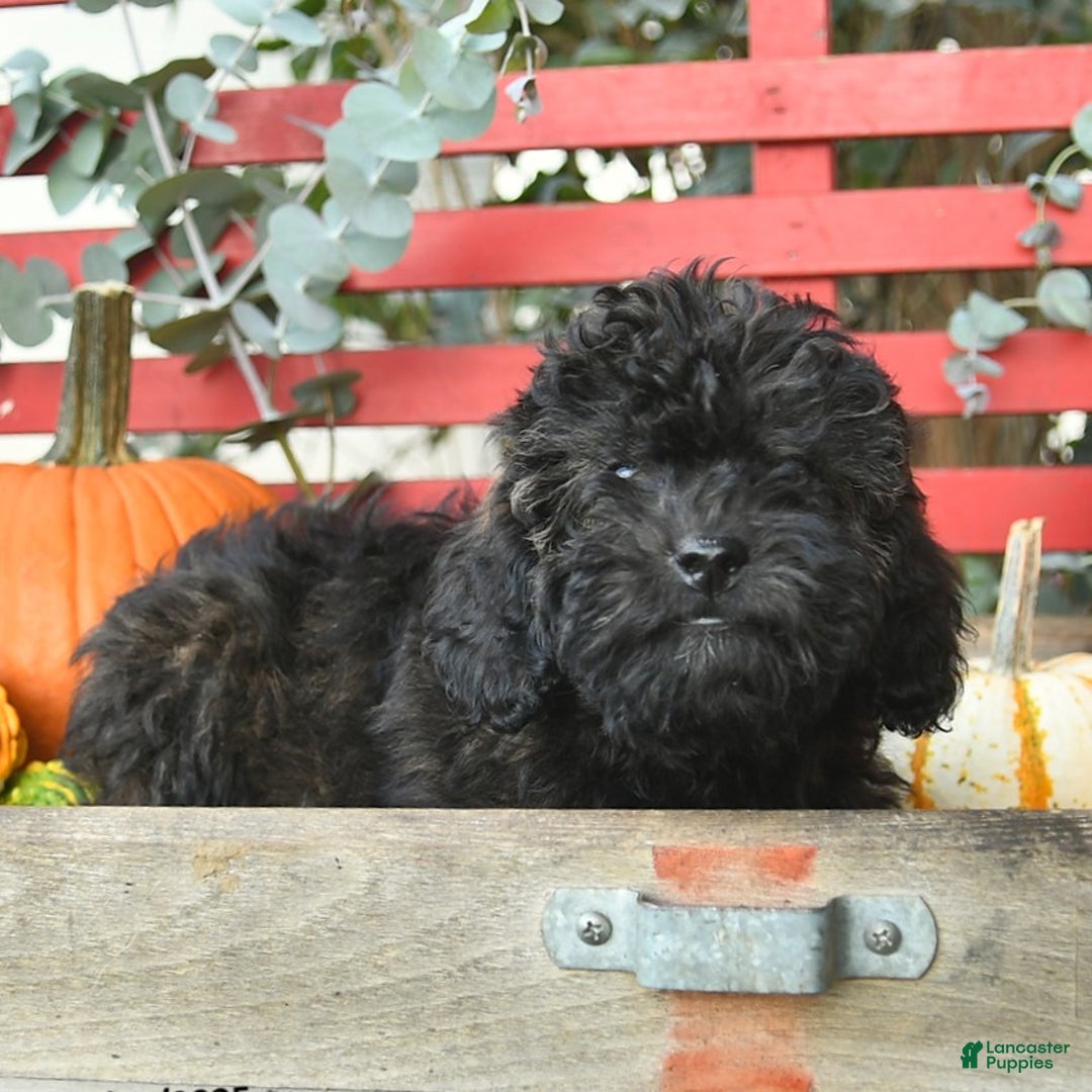 Mini Goldendoodle dogs for sale: Coconut - Image 8