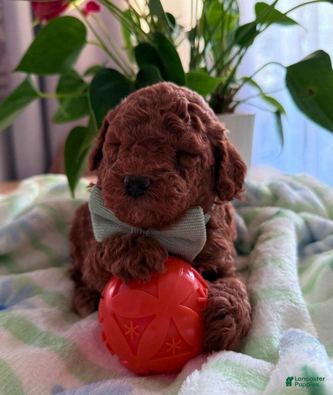 Cavapoo dogs for sale: Jamie - Ad 8