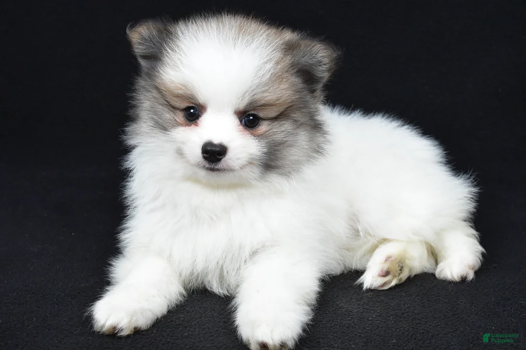 Pomeranian dogs for sale: Trevor - Ad 2