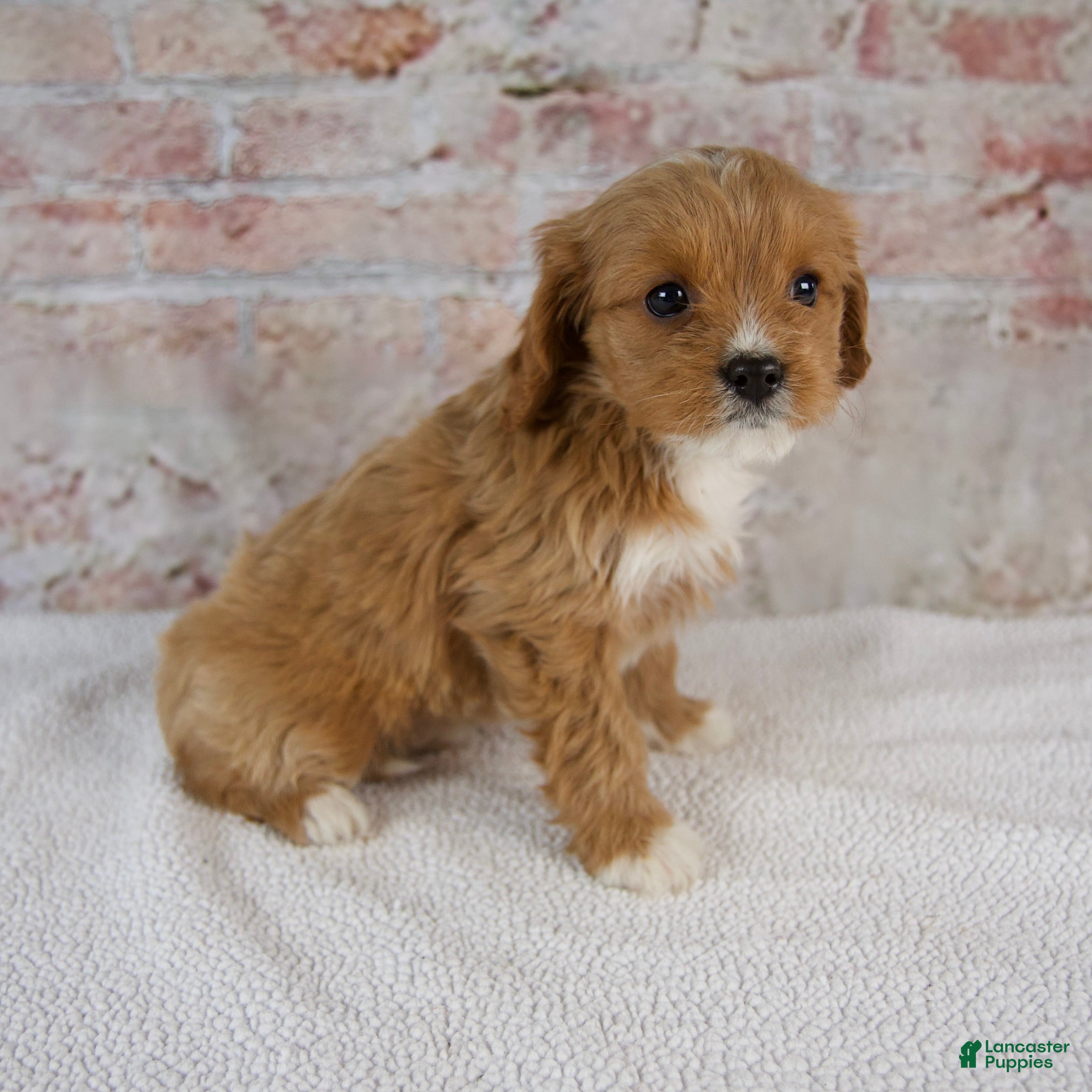 Cavapoo dogs Hazel - Ad 2