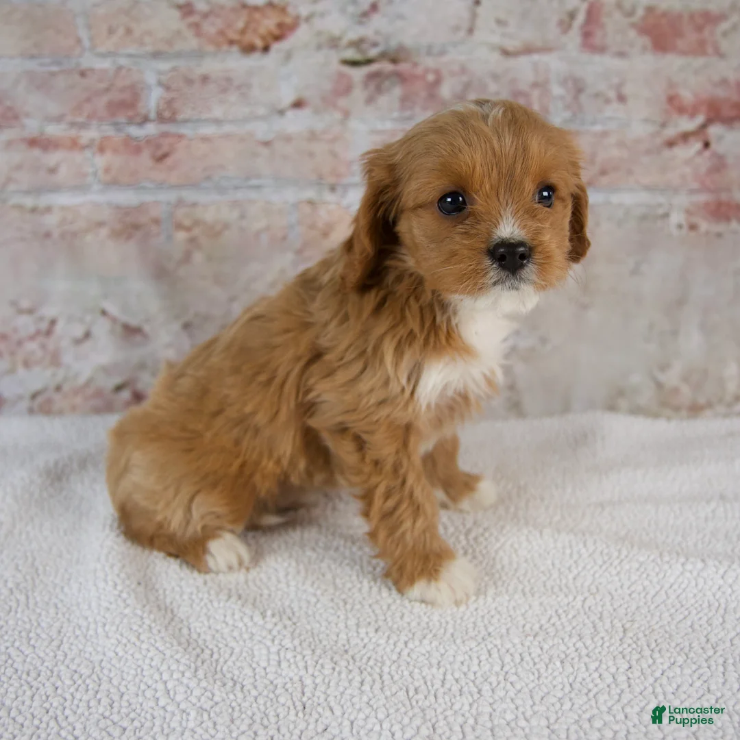 Cavapoo dogs for sale: Hazel - Ad 2
