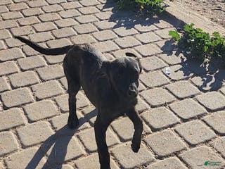 Dutch Shepherd dogs Dutch black brindle F - Ad 8