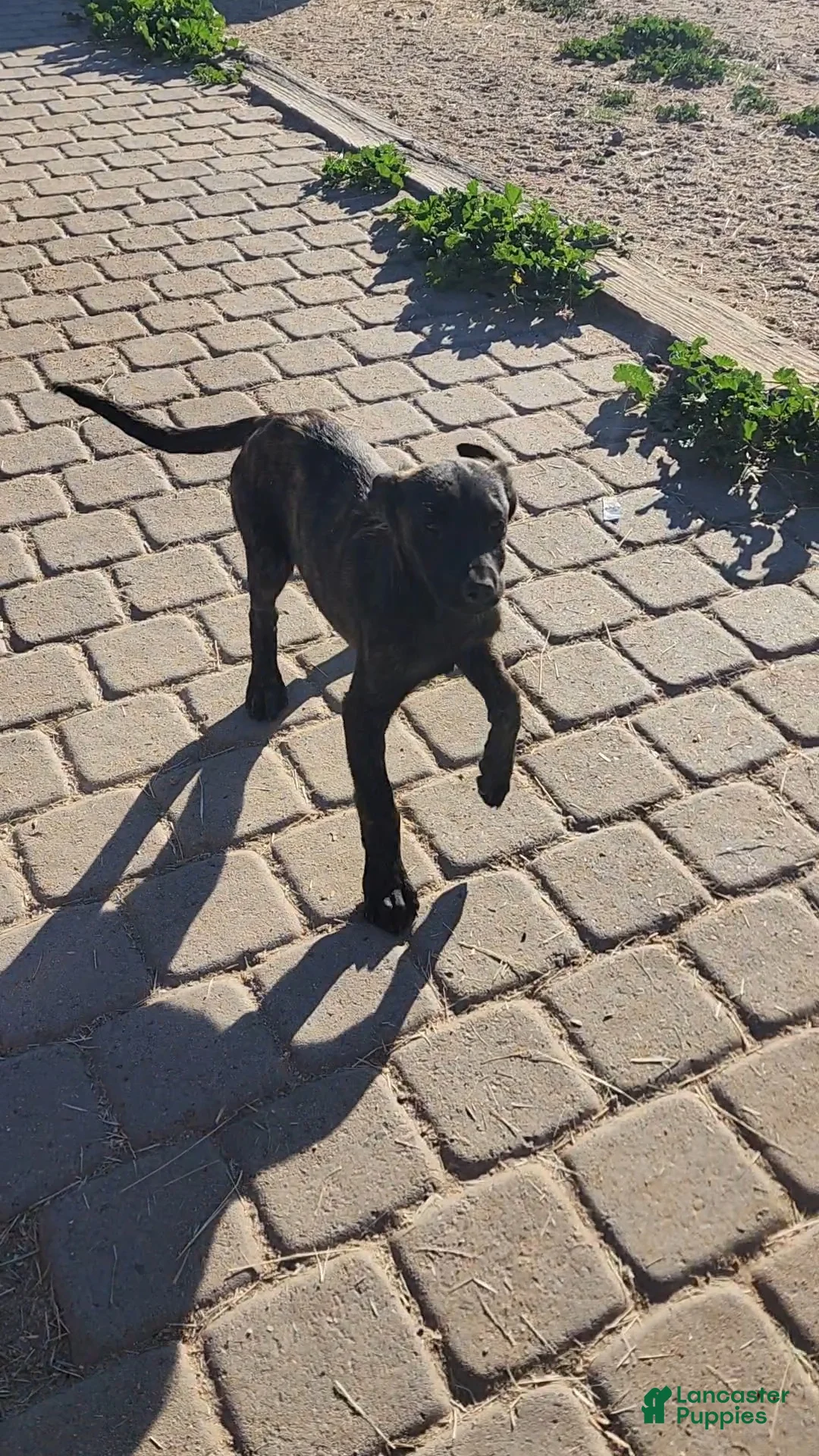 Dutch Shepherd dogs for sale: Dutch black brindle F - Ad 3