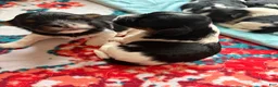 Biewer Terrier dogs for sale: Biewer Terrier 2. Grace - Ad 6