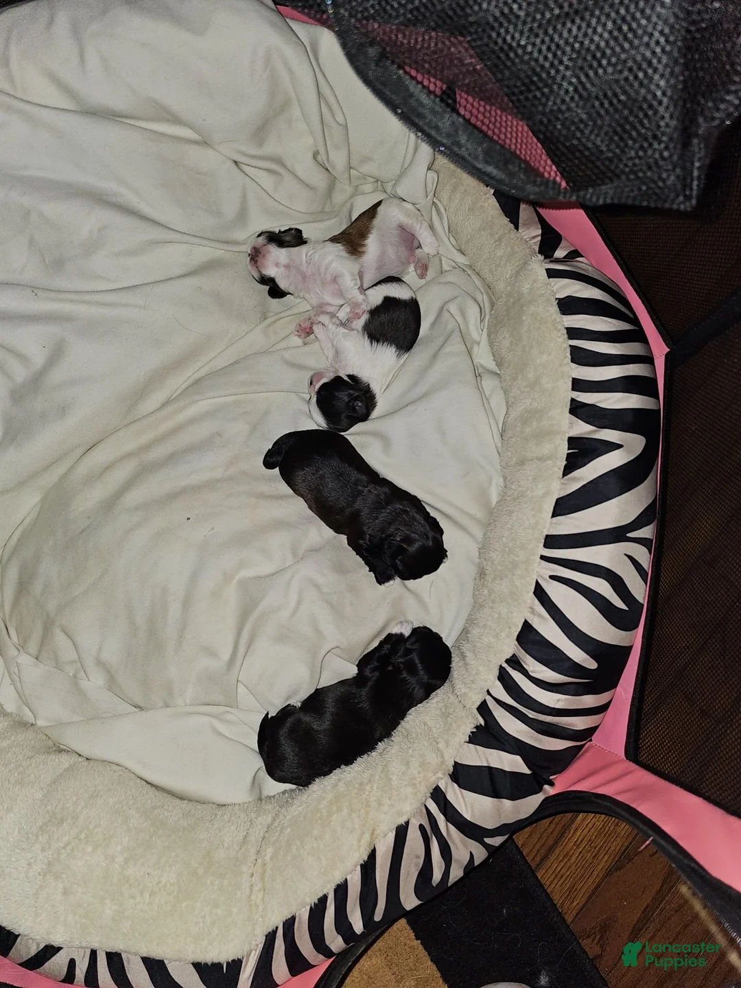Shih Tzu dogs for sale: Midas - Ad 2