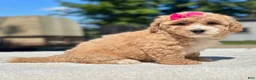 Maltipoo dogs for sale: Everest - Ad 6
