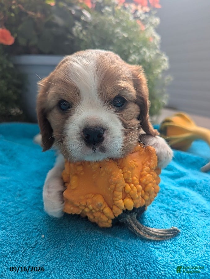 Cavalier King Charles Spaniel dogs Tove - Ad 1