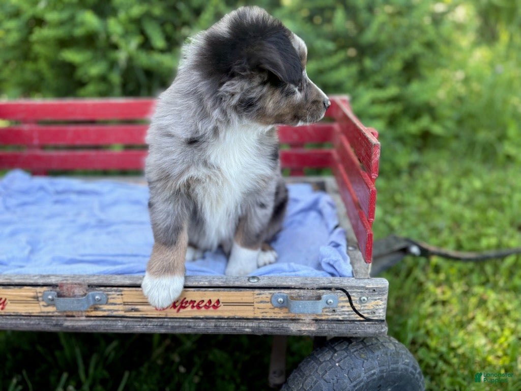 Australian Shepherd dogs Pokie - Ad 1