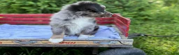 Australian Shepherd dogs for sale: Pokie - Ad 1