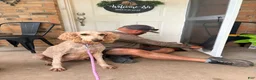 Labrador Retriever dogs for sale: Labrador Retriever 1 - Ad 11