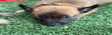 Belgian Malinois Puppy 3