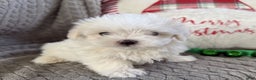 Maltese dogs for sale: Snowflake  - Ad 5