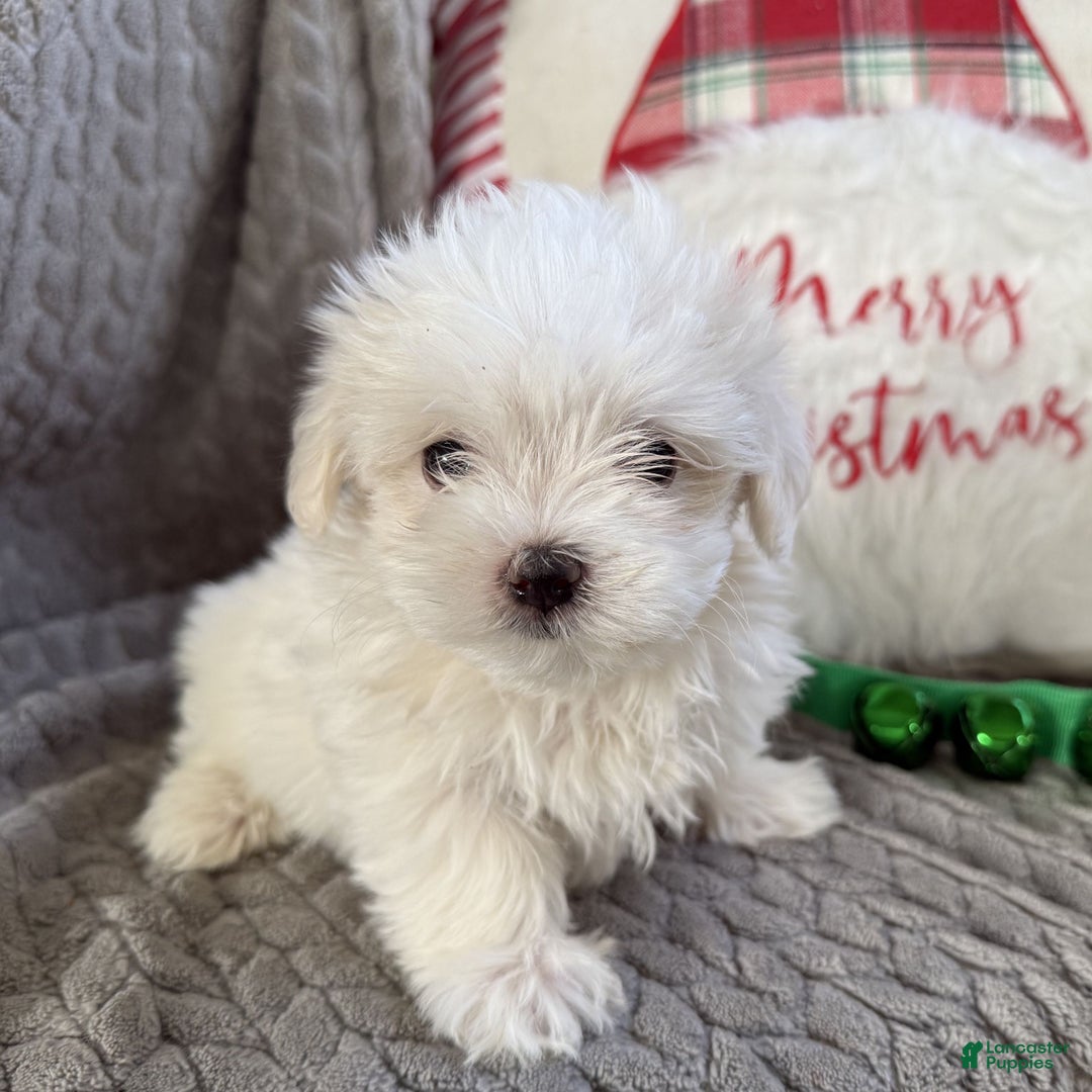 Maltese dogs for sale: Snowflake  - Ad 5